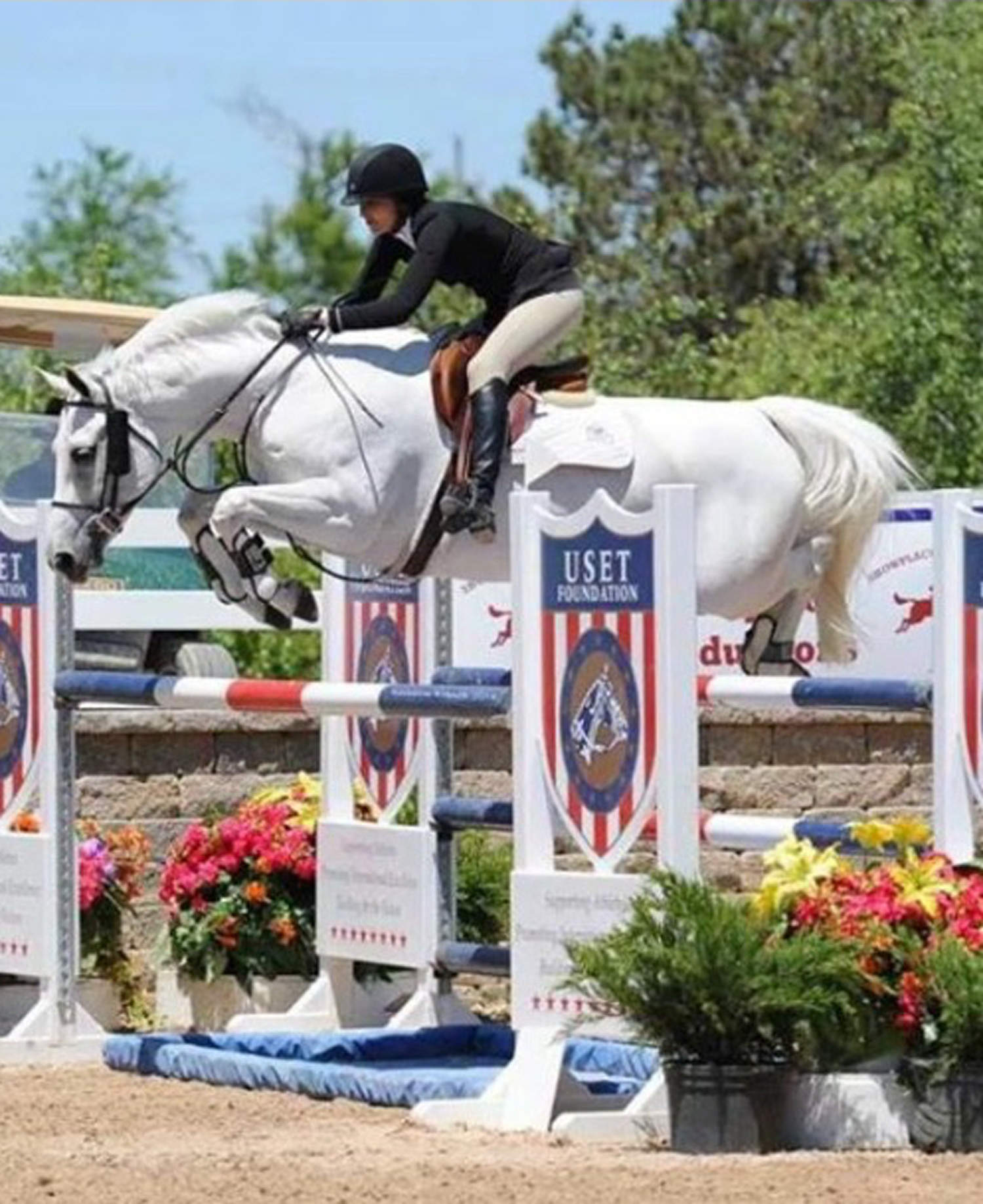 Warmblood Mare Competition